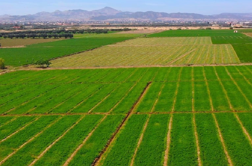  جهة الشرق.. التساقطات المطرية الأخيرة تعطي دفعة قوية للمخزون المائي وللفلاحة (خبير)