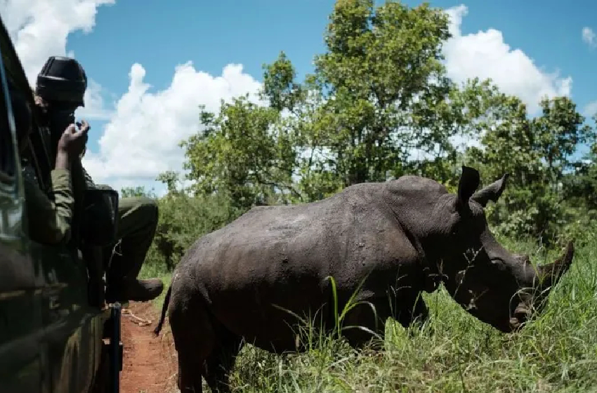 إفريقيا . 352 وحيد قرن تعرض للقتل سنة 2025، بانخفاض بنسبة 16 بالمئة وزير